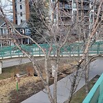 Tree Maintenance - City Owned at 1052 Memorial Dr NW