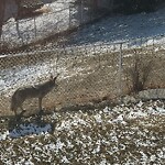 Coyote Sightings and Concerns at 327 Simcrest Ht SW