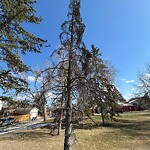 Tree Maintenance - City Owned at 44 Shawmeadows Cr SW