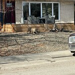 Wildlife Sightings at 2843 Brecken Rd NW