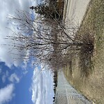 Tree Maintenance - City Owned at Palliser Dr SW Southwest Calgary Calgary
