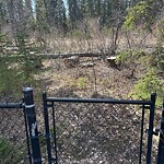 Tree Maintenance - City Owned at 43 Discovery Ridge Cv SW