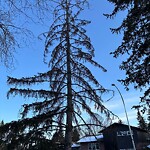 Tree Maintenance - City Owned at 2824 Grant Cr SW