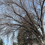 Tree Maintenance - City Owned at 2732 3 Av NW