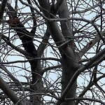 Tree Maintenance - City Owned at 15 Riverbend Dr SE