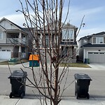 Tree Maintenance - City Owned at 57 Carrington Ci NW
