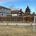Fence or Structure Concern - City Property at 95 Falsby Pl NE