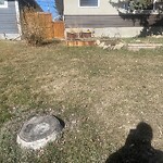 Tree Maintenance - City Owned at 2839 45 St SW