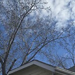 Tree Maintenance - City Owned at 57 Strabane Pl SW