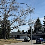 Tree Maintenance - City Owned at 131 Lake Mead Gr SE