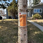 Tree Maintenance - City Owned at 1943 Georgia St SW