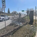 Tree Maintenance - City Owned at 2983 Crowchild Tr SW
