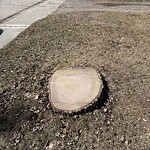 Tree Maintenance - City Owned at 2516 Southwood Dr SE