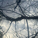 Tree Maintenance - City Owned at 110 Evercreek Bluffs Rd SW