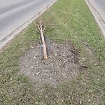 Tree Maintenance - City Owned at 89 Panamount Hl NW