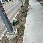 Tree Maintenance - City Owned at 1735 24 A St SW