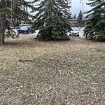 Tree Maintenance - City Owned at 7016 Kenosee Pl SW