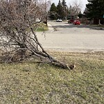 Tree Maintenance - City Owned at 336 Cantrell Dr SW