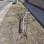 Tree Maintenance - City Owned at 254 Panatella Co NW