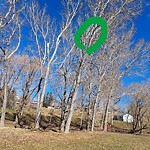 Tree Maintenance - City Owned at 23 Roselawn Crescent Nw, Calgary, Ab T2 K 1 K7, Canada