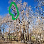 Tree Maintenance - City Owned at 23 Roselawn Cr NW