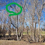 Tree Maintenance - City Owned at 23 Roselawn Cr NW
