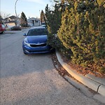 Tree Maintenance - City Owned at 136 Hidden Valley Ld NW