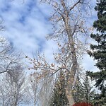 Tree Maintenance - City Owned at 312 Oakhill Pl SW Oakridge
