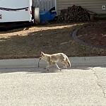 Coyote Sightings and Concerns at 11419 Wilson Rd SE