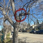 Tree Maintenance - City Owned at 95 Franklin Dr SE