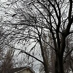 Tree Maintenance - City Owned at 66 Ypres Gr SW