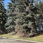 Tree Maintenance - City Owned at 902 Varsity Estates Pl NW Northwest Calgary