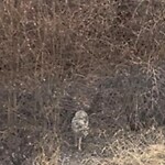 Coyote Sightings and Concerns at 29 Walden Pa SE