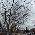 Tree Maintenance - City Owned at 8 Mt Norquay Ga SE