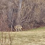 Coyote Sightings and Concerns at 3215 5 St NW