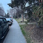 Tree Maintenance - City Owned at 910 Rundle Cr NE