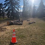 Tree Maintenance - City Owned at 1843 Matheson Dr NE