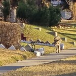 Coyote Sightings and Concerns at 9819 Elbow Dr SW