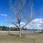 Tree Maintenance - City Owned at 126 Selkirk Dr SW
