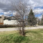 Tree Maintenance - City Owned at 30 Shawinigan Wy SW