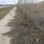 Tree Maintenance - City Owned at 9826 24 St SE