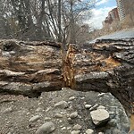 Tree Maintenance - City Owned at 100 Roxboro Rd SW
