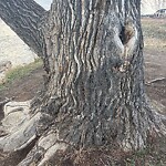 Tree Maintenance - City Owned at 1008 Cranbrook Gd SE