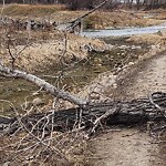 Tree Maintenance - City Owned at 211 Quarry Wy SE
