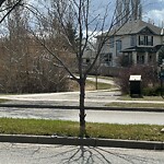 Tree Maintenance - City Owned at 80 Inverness Cl SE
