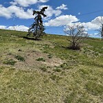 Tree Maintenance - City Owned at 335 Maitland Cr NE