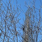 Tree Maintenance - City Owned at 209 Mt Douglas Pt SE