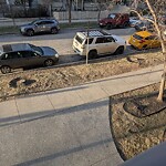 Tree Maintenance - City Owned at 1323 15 Ave SW Beltline