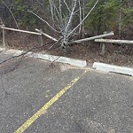 Tree Maintenance - City Owned at 45 Discovery Ridge Li SW