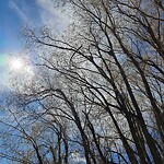 Tree Maintenance - City Owned at 55 Roselawn Cr NW